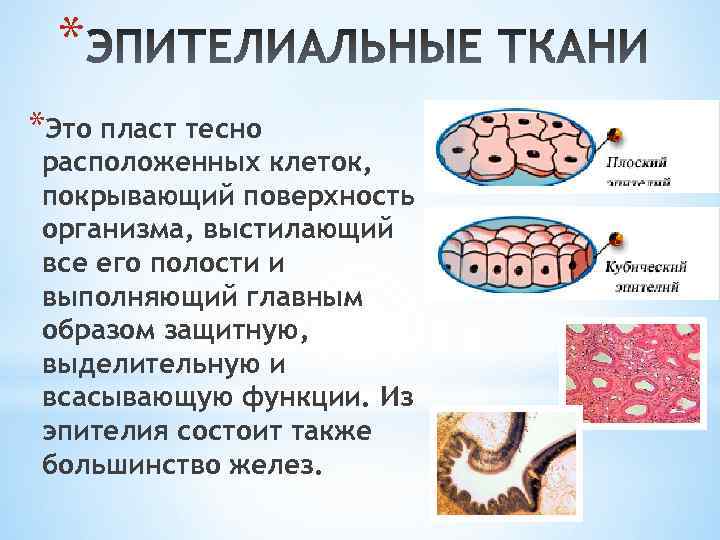 * *Это пласт тесно расположенных клеток, покрывающий поверхность организма, выстилающий все его полости и