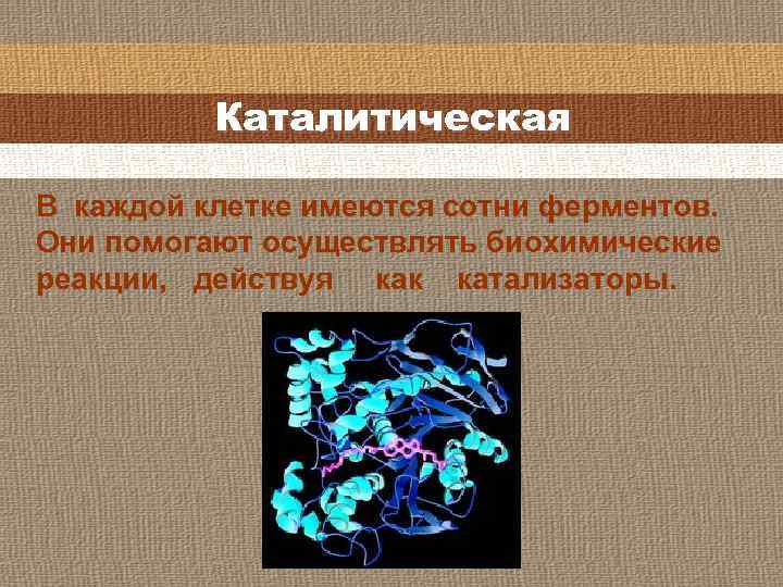 Каталитическая В каждой клетке имеются сотни ферментов. Они помогают осуществлять биохимические реакции, действуя как