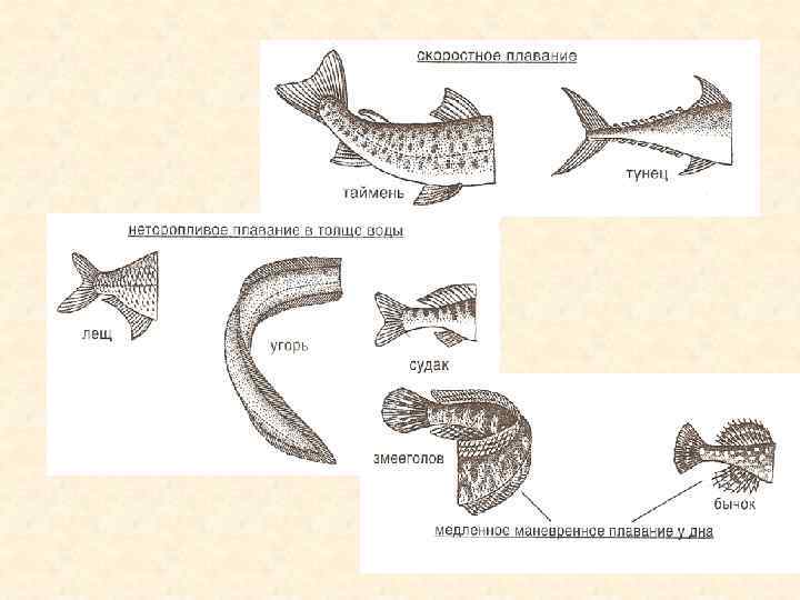 Передвижение рыб. Лаб.раб №7 «внешнее строение и передвижение рыб». Лабораторная работа изучение внешнего строения рыбы. Лабораторная работа изучение внешнего строения и передвижения рыб. Лабораторная работа строение рыб.