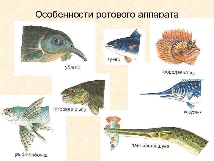 Перемещение рыб