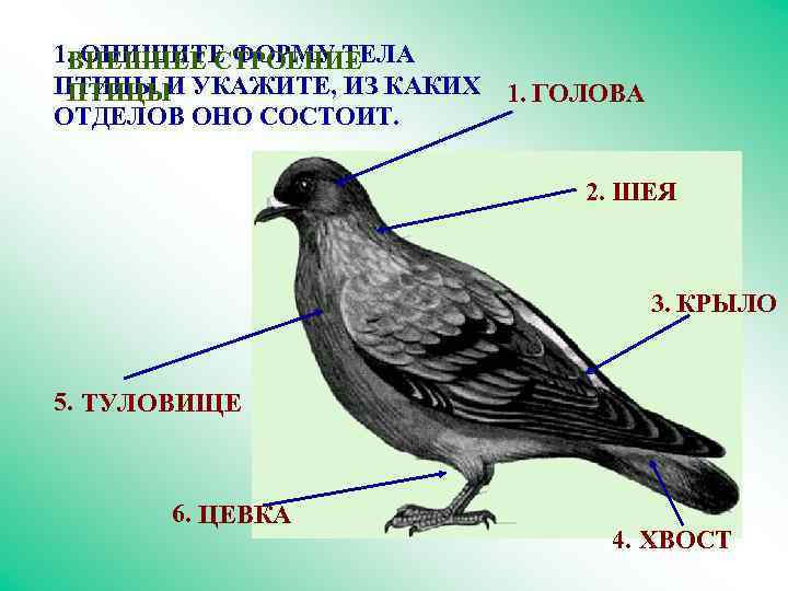 1. ОПИШИТЕ ФОРМУ ТЕЛА ВНЕШНЕЕ СТРОЕНИЕ ПТИЦЫ И УКАЖИТЕ, ИЗ КАКИХ 1. ГОЛОВА ПТИЦЫ