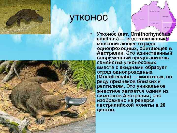 утконос • Утконо с (лат. Ornithorhynchus anatinus) — водоплавающее млекопитающее отряда однопроходных, обитающее в