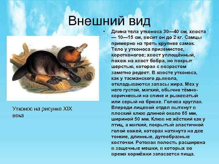 Внешний вид • Утконос на рисунке XIX века Длина тела утконоса 30— 40 см,