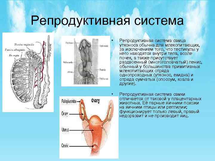 Репродуктивная система • Репродуктивная система самца утконоса обычна для млекопитающих, за исключением того, что