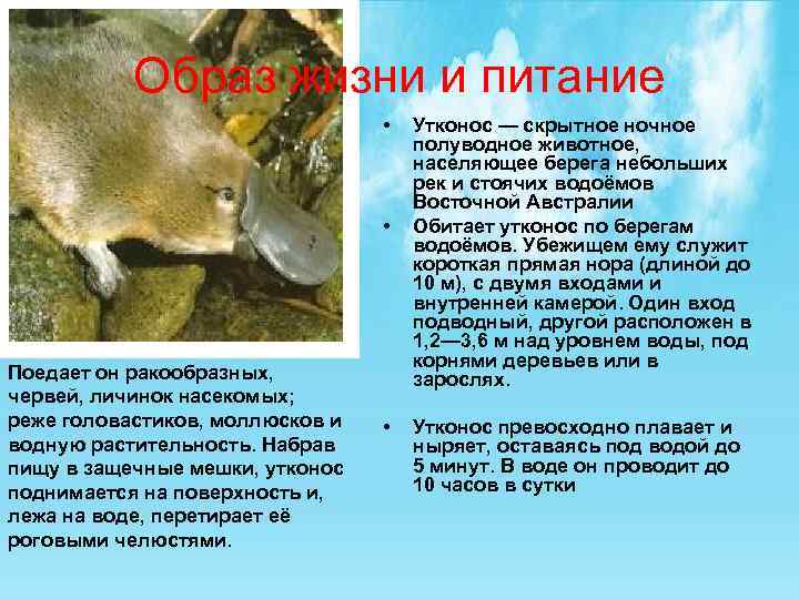 Образ жизни и питание • • Поедает он ракообразных, червей, личинок насекомых; реже головастиков,