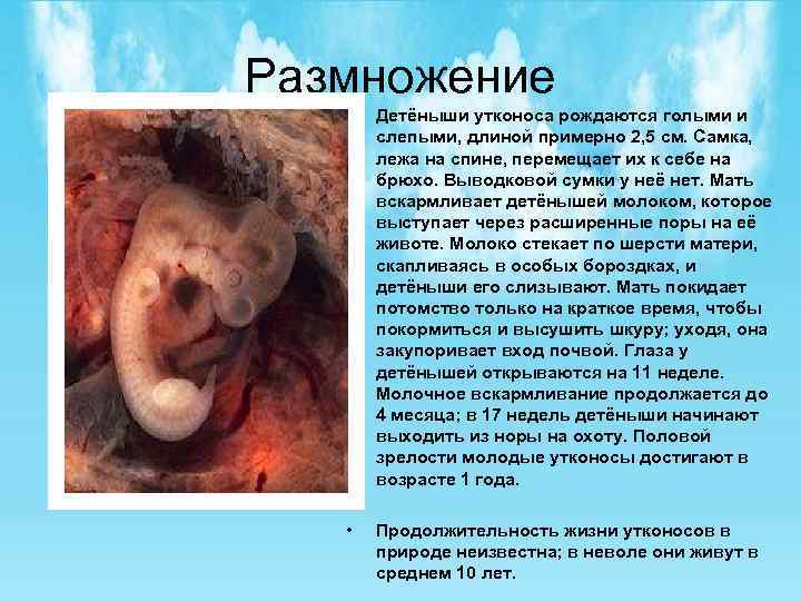 Размножение • Детёныши утконоса рождаются голыми и слепыми, длиной примерно 2, 5 см. Самка,