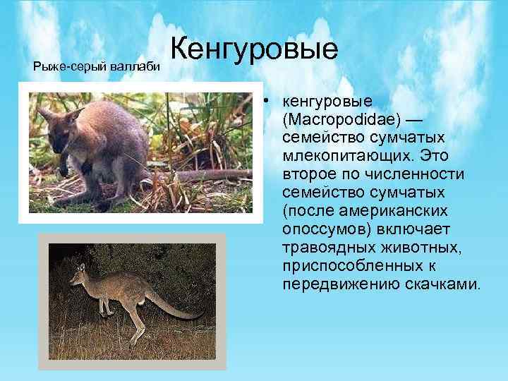 Кенгуровые Рыже-серый валлаби • кенгуровые (Macropodidae) — семейство сумчатых млекопитающих. Это второе по численности