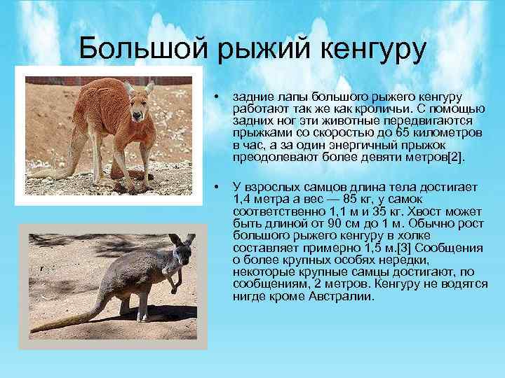 Большой рыжий кенгуру • задние лапы большого рыжего кенгуру работают так же как кроличьи.