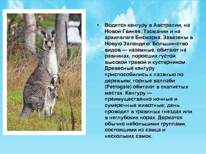 • Водятся кенгуру в Австралии, на Новой Гвинее, Тасмании и на архипелаге Бисмарка.