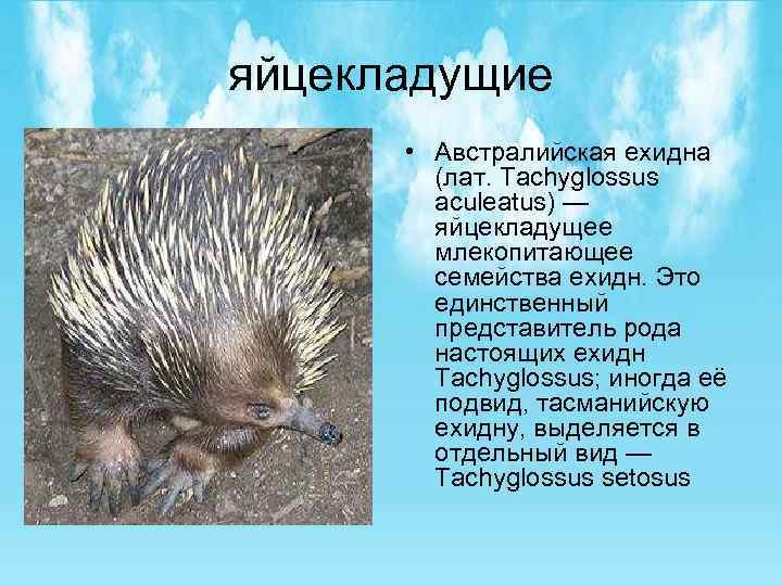 яйцекладущие • Австралийская ехидна (лат. Tachyglossus aculeatus) — яйцекладущее млекопитающее семейства ехидн. Это единственный