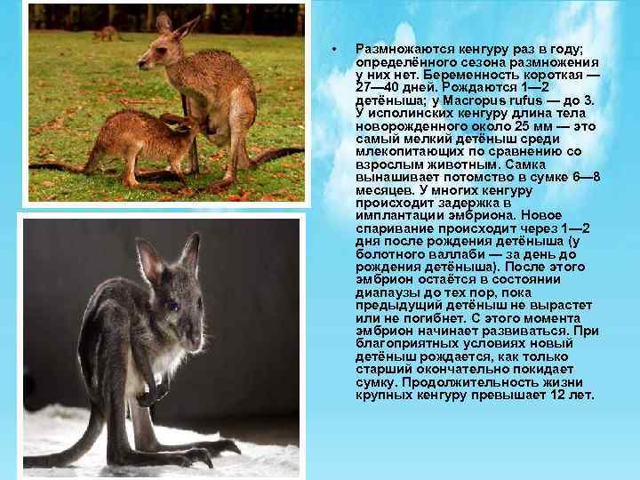  • Размножаются кенгуру раз в году; определённого сезона размножения у них нет. Беременность