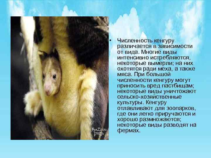  • Численность кенгуру различается в зависимости от вида. Многие виды интенсивно истребляются, некоторые