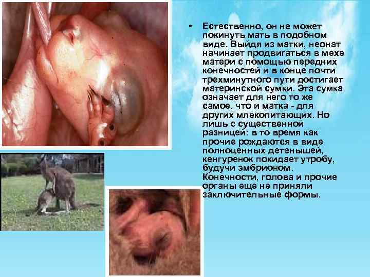  • Естественно, он не может покинуть мать в подобном виде. Выйдя из матки,
