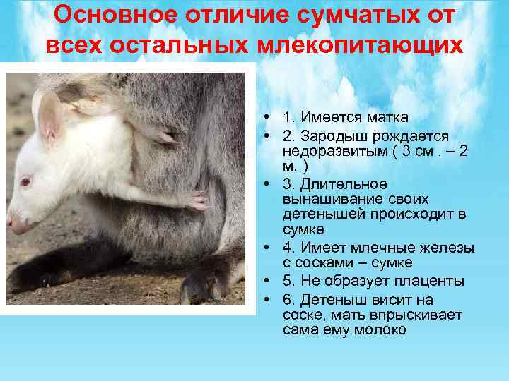 Основное отличие сумчатых от всех остальных млекопитающих • 1. Имеется матка • 2. Зародыш