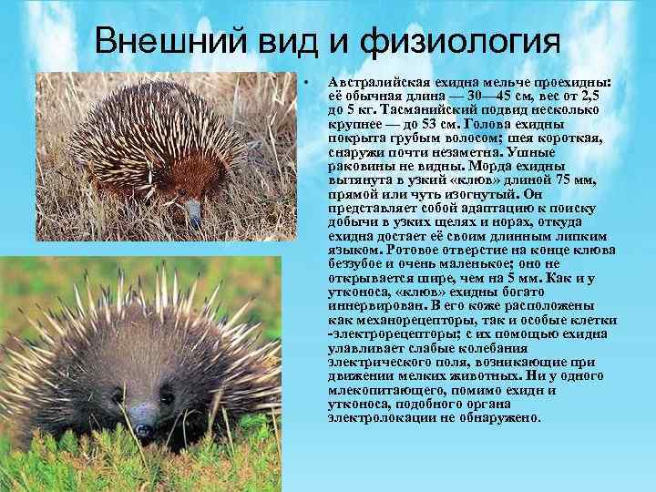 Внешний вид и физиология • Австралийская ехидна мельче проехидны: её обычная длина — 30—