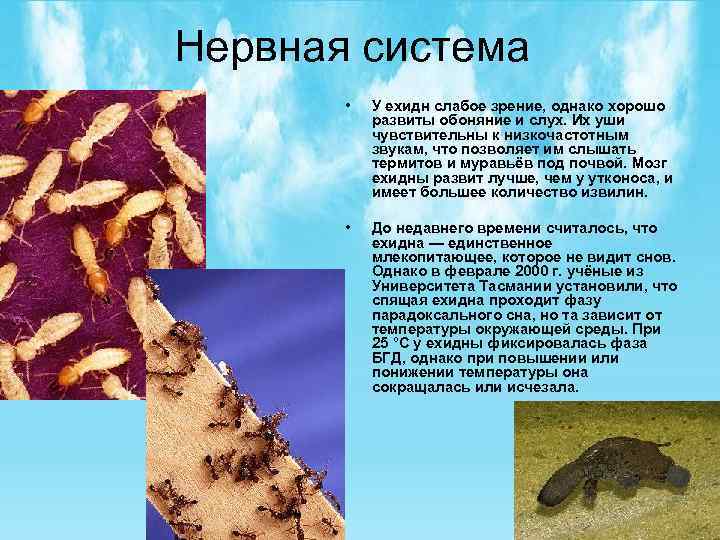 Нервная система • У ехидн слабое зрение, однако хорошо развиты обоняние и слух. Их