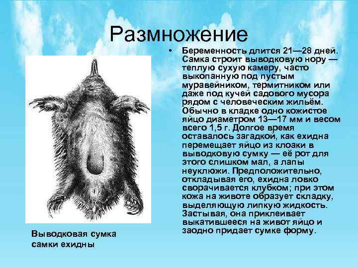 Размножение • Выводковая сумка самки ехидны Беременность длится 21— 28 дней. Самка строит выводковую