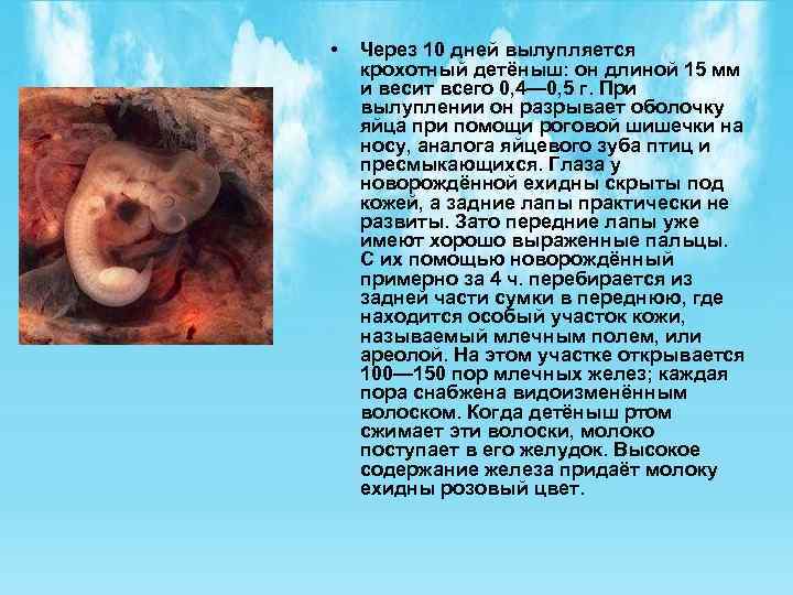  • Через 10 дней вылупляется крохотный детёныш: он длиной 15 мм и весит