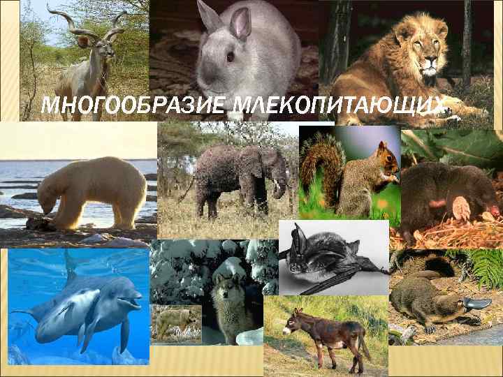 МНОГООБРАЗИЕ МЛЕКОПИТАЮЩИХ 