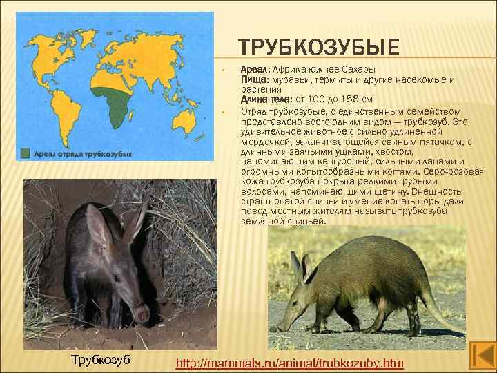 ТРУБКОЗУБЫЕ • • Трубкозуб Ареал: Африка южнее Сахары Пища: муравьи, термиты и другие насекомые