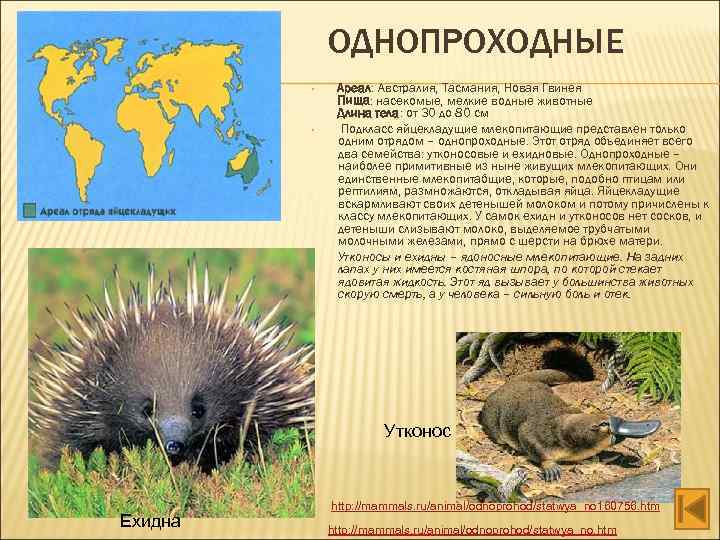 ОДНОПРОХОДНЫЕ • • • Ареал: Австралия, Тасмания, Новая Гвинея Пища: насекомые, мелкие водные животные