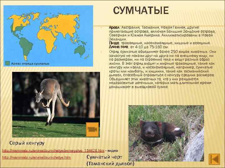 СУМЧАТЫЕ • • Ареал: Австралия, Тасмания, Новая Гвинея, другие прилегающие острова, включая Большие Зондские