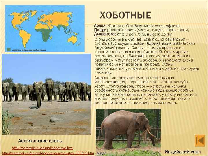 ХОБОТНЫЕ • • • Ареал: Южная и Юго-Восточная Азия, Африка Пища: растительность (листья, плоды,