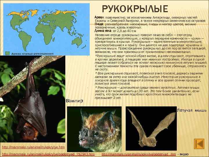 РУКОКРЫЛЫЕ • • • Вампир Ареал: повсеместно, за исключением Антарктиды, северных частей Европы и