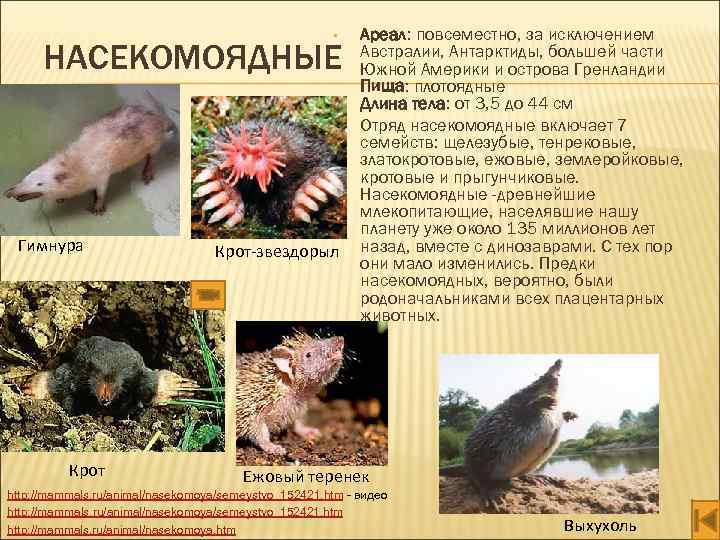  • НАСЕКОМОЯДНЫЕ • Гимнура Крот-звездорыл Ареал: повсеместно, за исключением Австралии, Антарктиды, большей части