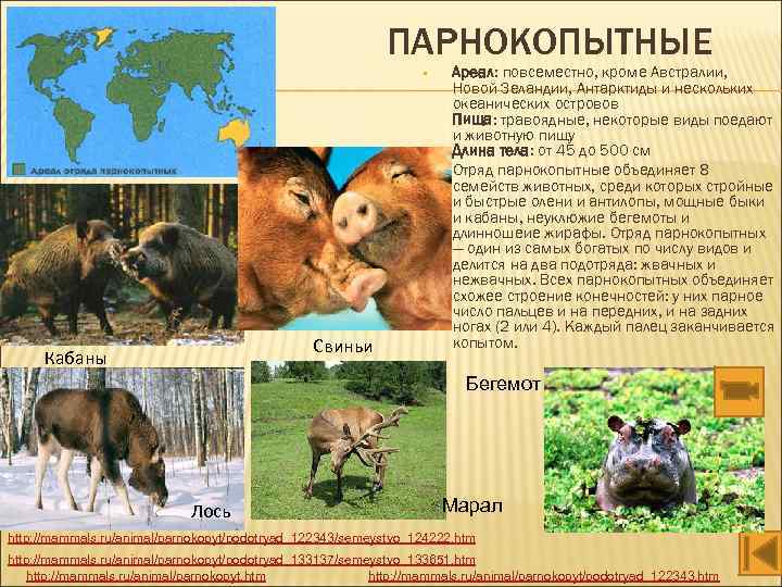 ПАРНОКОПЫТНЫЕ • • Свиньи Кабаны Ареал: повсеместно, кроме Австралии, Новой Зеландии, Антарктиды и нескольких