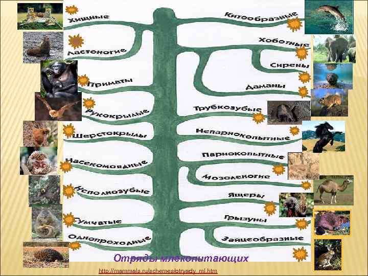 Отряды млекопитающих http: //mammals. ru/schemes/otryady_ml. htm 