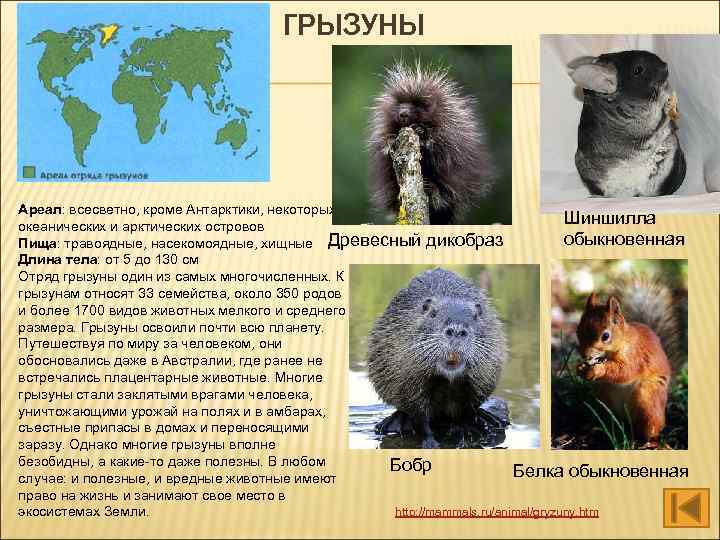 ГРЫЗУНЫ Ареал: всесветно, кроме Антарктики, некоторых Шиншилла океанических и арктических островов обыкновенная Пища: травоядные,