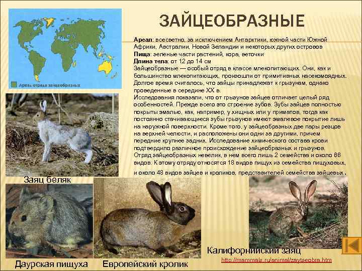 ЗАЙЦЕОБРАЗНЫЕ Ареал: всесветно, за исключением Антарктики, южной части Южной Африки, Австралии, Новой Зеландии и