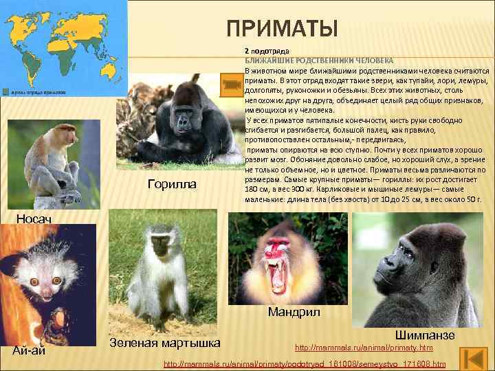 ПРИМАТЫ Горилла 2 подотряда БЛИЖАЙШИЕ РОДСТВЕННИКИ ЧЕЛОВЕКА В животном мире ближайшими родственниками человека считаются