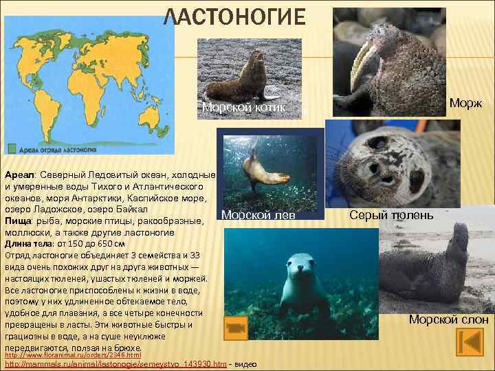 ЛАСТОНОГИЕ Морж Морской котик Ареал: Северный Ледовитый океан, холодные и умеренные воды Тихого и