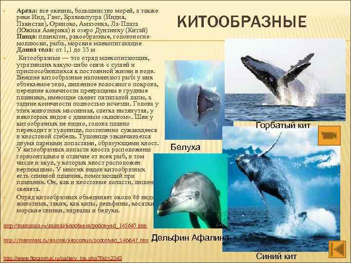  • • • Ареал: все океаны, большинство морей, а также реки Инд, Ганг,