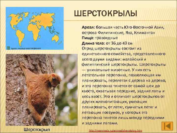 ШЕРСТОКРЫЛЫ Ареал: большая часть Юго-Восточной Азии, острова Филипинские, Ява, Климантан Пища: травоядные Длина тела: