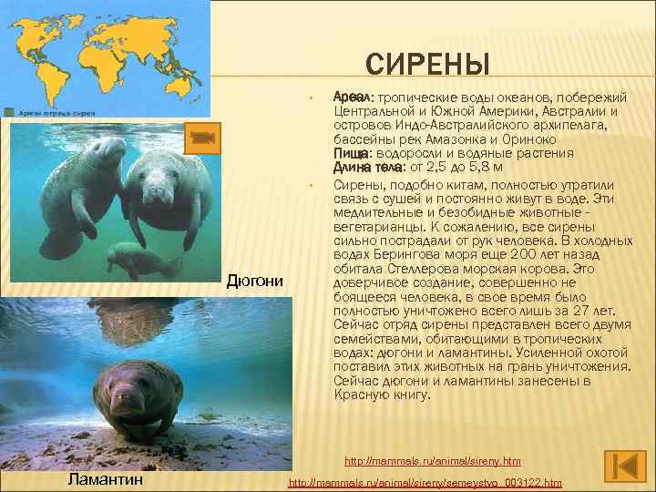 СИРЕНЫ • • Дюгони Ареал: тропические воды океанов, побережий Центральной и Южной Америки, Австралии