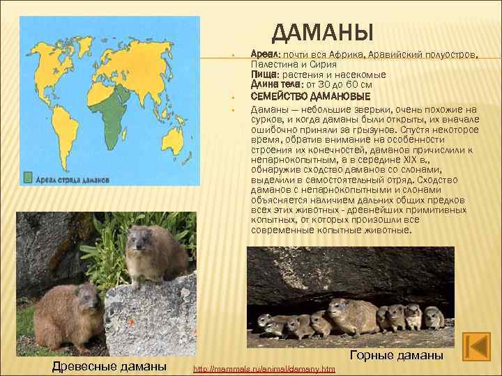 ДАМАНЫ • • • Древесные даманы Ареал: почти вся Африка, Аравийский полуостров, Палестина и