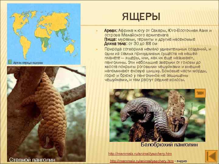 ЯЩЕРЫ • • Ареал: Африка к югу от Сахары, Юго-Восточная Азия и острова Малайского