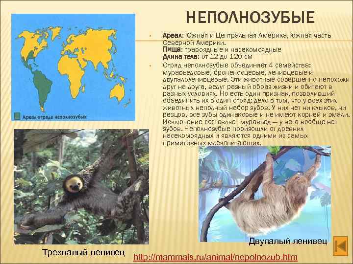 НЕПОЛНОЗУБЫЕ • • Ареал: Южная и Центральная Америка, южная часть Северной Америки. Пища: травоядные