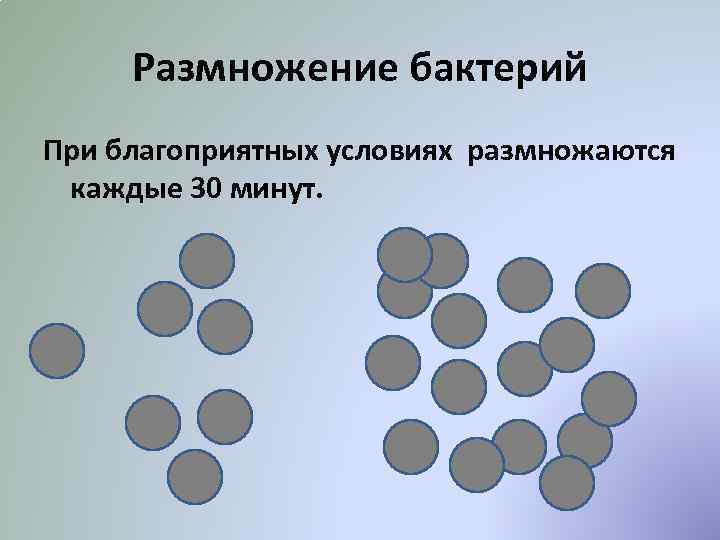 Размножение бактерий При благоприятных условиях размножаются каждые 30 минут. 