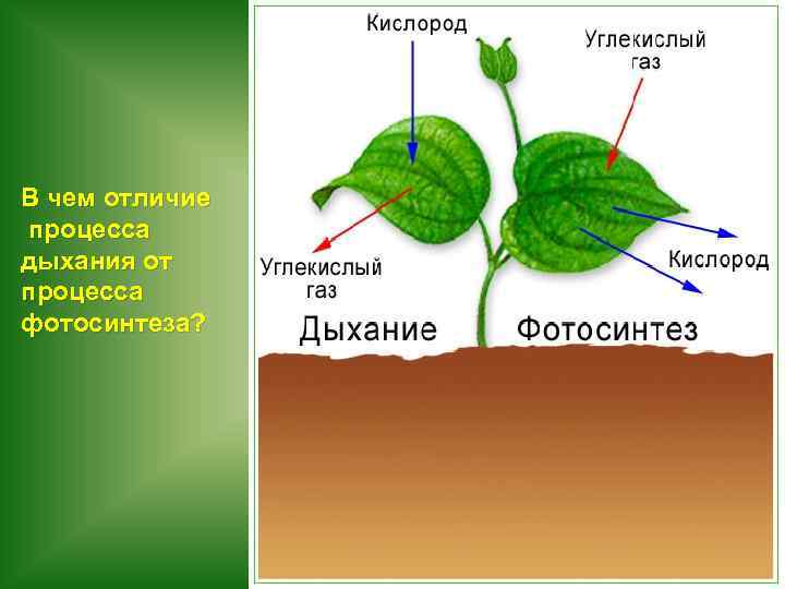 В чем отличие процесса дыхания от процесса фотосинтеза? 