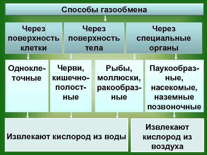Способы газообмена Через поверхность клетки Через поверхность тела Через специальные органы Рыбы, Однокле- Черви,