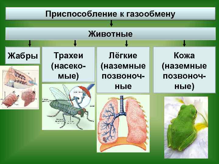 Приспособление к газообмену Животные Жабры Трахеи (насекомые) Лёгкие (наземные позвоночные Кожа (наземные позвоночные) 