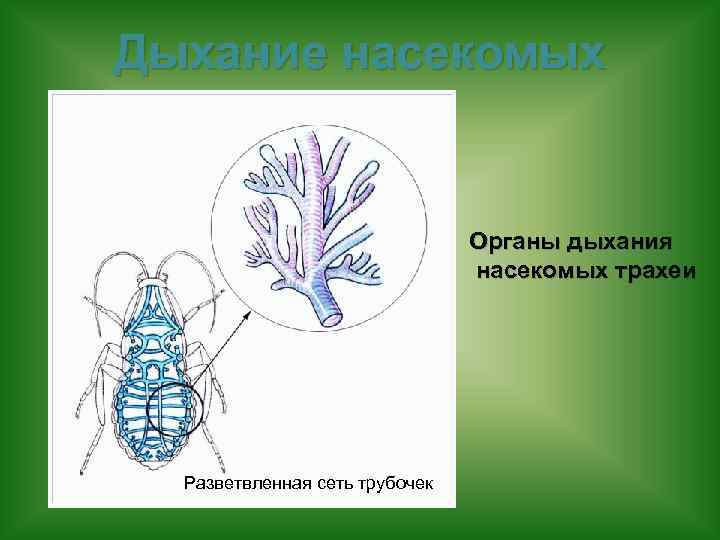 Дыхание насекомых Органы дыхания насекомых трахеи Разветвленная сеть трубочек 