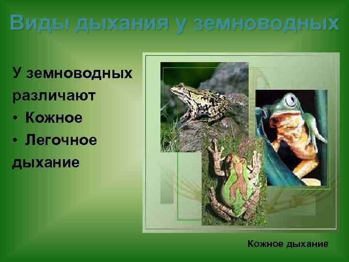 Виды дыхания у земноводных У земноводных различают • Кожное • Легочное дыхание Кожное дыхание