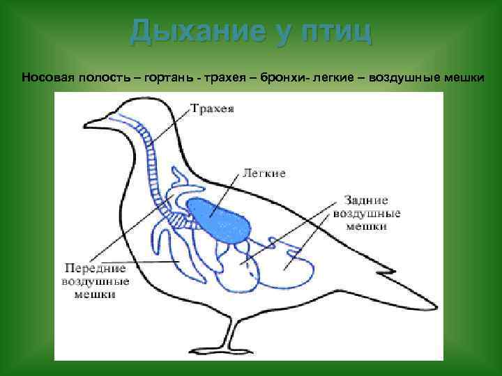 Дыхание у птиц Носовая полость – гортань - трахея – бронхи- легкие – воздушные