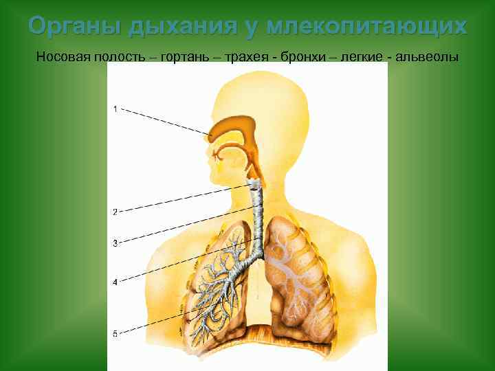 Органы дыхания у млекопитающих Носовая полость – гортань – трахея - бронхи – легкие