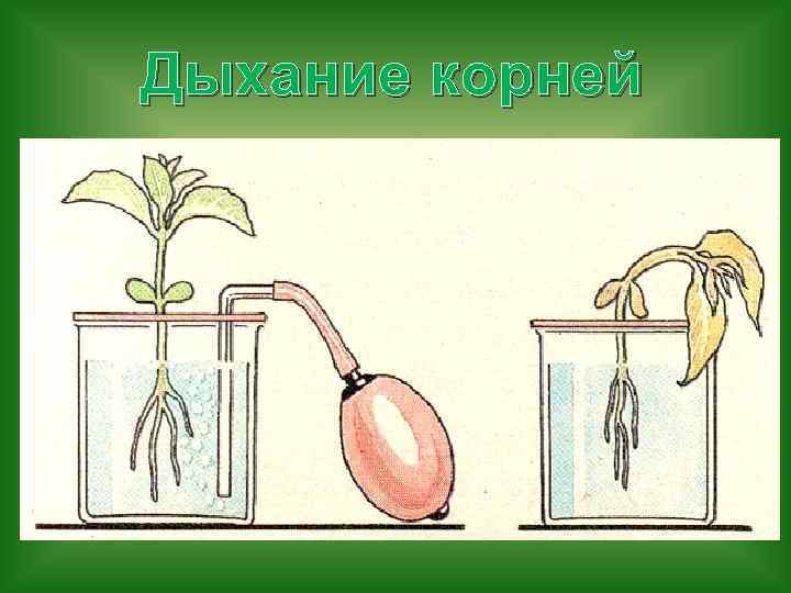 Дыхание корней 